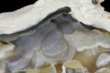 Unique, Agatized Fossil Coral Geode - Florida #60256-2